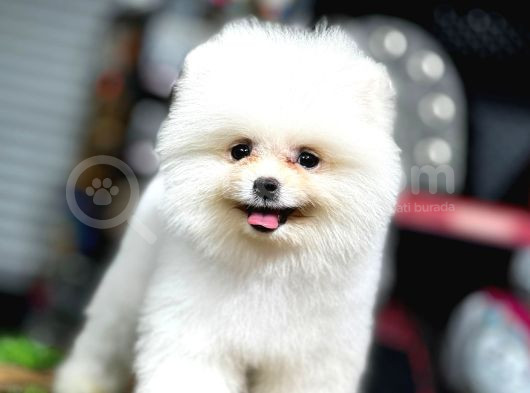 Teddy Bear Pomerani̇an Boo