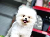 Teddy Bear Pomerani̇an Boo