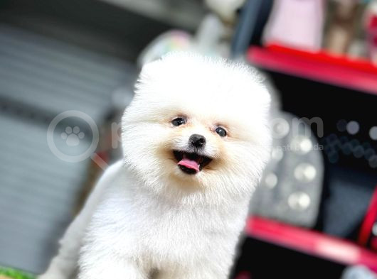 Teddy Bear Pomerani̇an Boo görsel