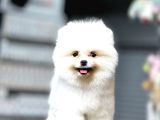 Teddy Bear Pomerani̇an Boo