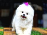 AYI YÜZLÜ POMERANİAN BOO