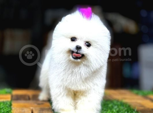 Ayi Yüzlü Pomerani̇an Boo