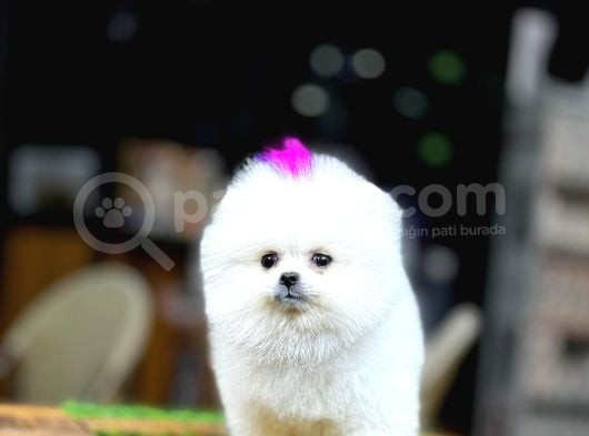 Ayi Yüzlü Pomerani̇an Boo görsel