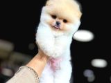 Baby Face Pomerani̇an Boo