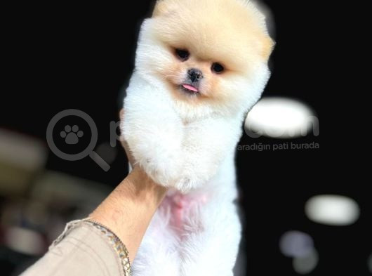 Baby Face Pomerani̇an Boo görsel