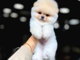 Baby Face Pomerani̇an Boo