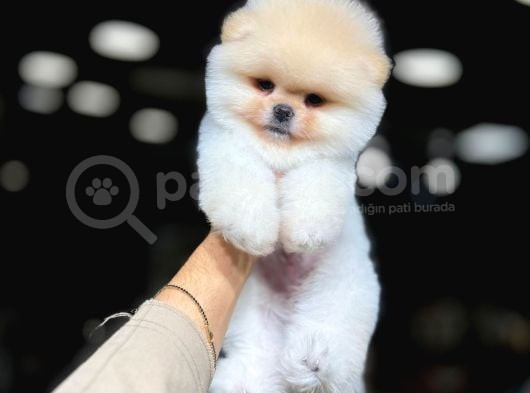 Baby Face Pomerani̇an Boo görsel