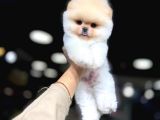 BABY FACE POMERANİAN BOO