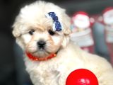 Aşili Maltese Terrier