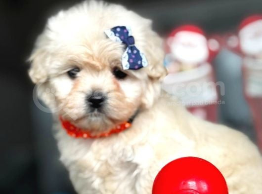 Aşili Maltese Terrier görsel