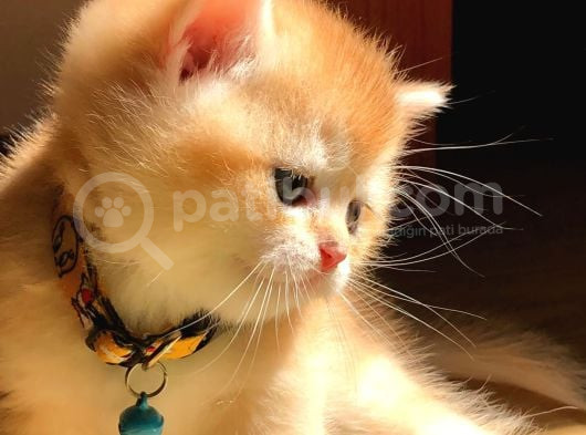A Kalite Bri̇ti̇sh Shorthai̇r Golden  Yavrular