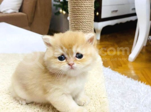 A Kalite Bri̇ti̇sh Shorthai̇r Golden  Yavrular görsel