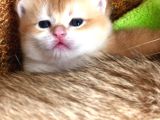 A Kalite Bri̇ti̇sh Shorthai̇r Golden  Yavrular