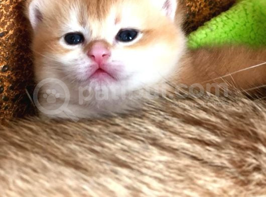 A Kalite Bri̇ti̇sh Shorthai̇r Golden  Yavrular görsel