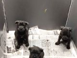 Blue Dışı Erkek Cane Corso