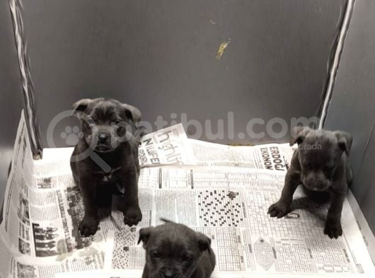 Blue Dışı Erkek Cane Corso görsel