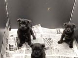 Blue Dışı Erkek Cane Corso