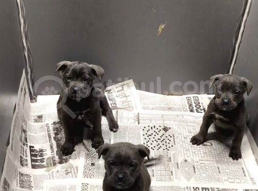 Blue Dışı Erkek Cane Corso görsel