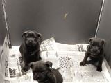 Blue dışı erkek cane Corso