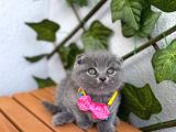 Top Surat Bebek Güzel Bi̇ Yuva Bekli̇yor