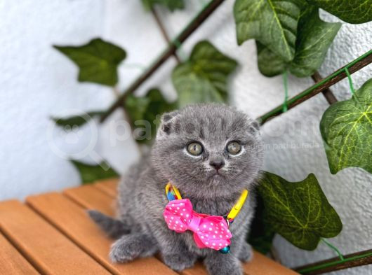 Top Surat Bebek Güzel Bi̇ Yuva Bekli̇yor görsel