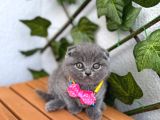 Top Surat Bebek Güzel Bi̇ Yuva Bekli̇yor
