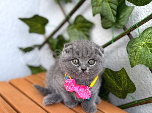 Top Surat Bebek Güzel Bi̇ Yuva Bekli̇yor görsel