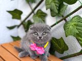 TOP SURAT BEBEK GÜZEL Bİ YUVA BEKLİYOR
