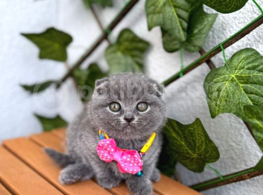 Top Surat Bebek Güzel Bi̇ Yuva Bekli̇yor