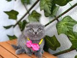 Top Surat Bebek Güzel Bi̇ Yuva Bekli̇yor