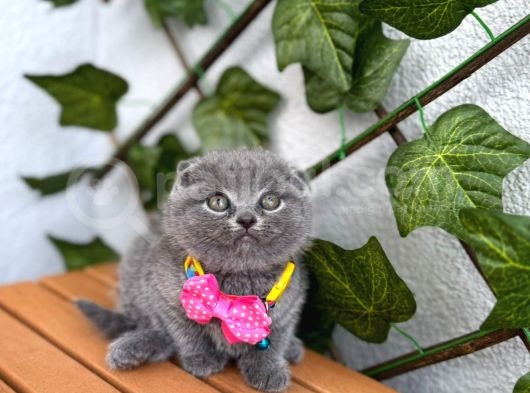 Top Surat Bebek Güzel Bi̇ Yuva Bekli̇yor görsel