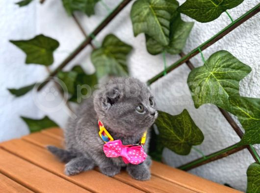 Top Surat Bebek Güzel Bi̇ Yuva Bekli̇yor görsel
