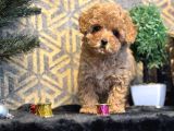 Bebek Suratli Toy Poodle Yavrular