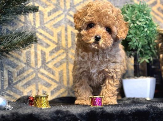 Bebek Suratli Toy Poodle Yavrular görsel