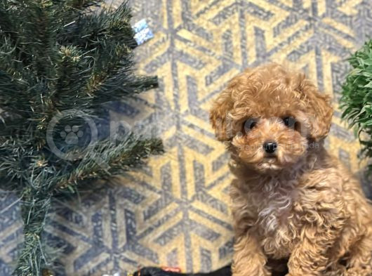 Bebek Suratli Toy Poodle Yavrular görsel