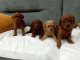 Cıvıl cıvıl toy poodle bebekler