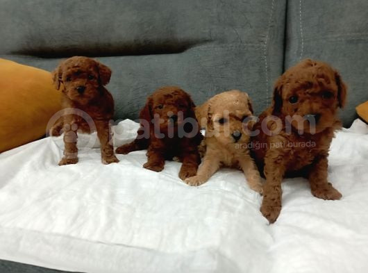 Cıvıl Cıvıl Toy Poodle Bebekler