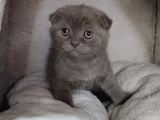 Teslime Hazır Mükemmel Bir Scottish Fold Erkek Lilac