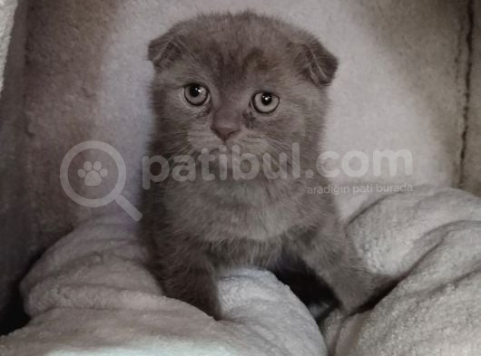 Teslime Hazır Mükemmel Bir Scottish Fold Erkek Lilac görsel