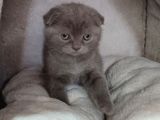 Teslime hazır mükemmel bir Scottish Fold erkek lilac