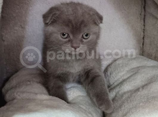 Teslime Hazır Mükemmel Bir Scottish Fold Erkek Lilac
