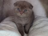 Teslime Hazır Mükemmel Bir Scottish Fold Erkek Lilac