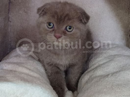 Teslime Hazır Mükemmel Bir Scottish Fold Erkek Lilac görsel