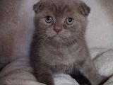 Teslime Hazır Mükemmel Bir Scottish Fold Erkek Lilac