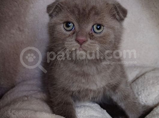 Teslime Hazır Mükemmel Bir Scottish Fold Erkek Lilac görsel