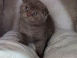 Teslime Hazır Mükemmel Bir Scottish Fold Erkek Lilac