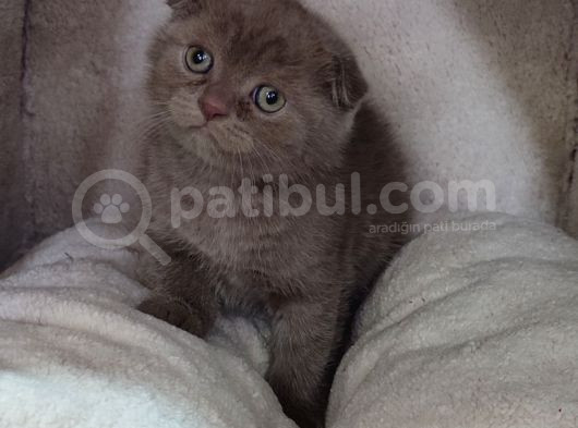 Teslime Hazır Mükemmel Bir Scottish Fold Erkek Lilac görsel