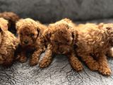 Irk ve sağlık garantili kore toy poodle bebeklerim