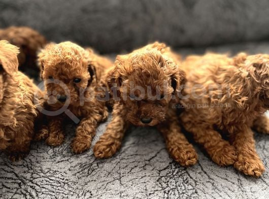 Irk Ve Sağlık Garantili Kore Toy Poodle Bebeklerim