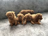 Irk Ve Sağlık Garantili Kore Toy Poodle Bebeklerim
